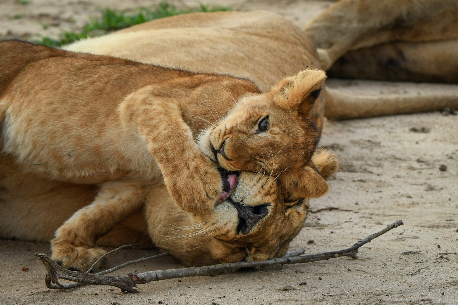 How To Photograph Cubs In The Wild