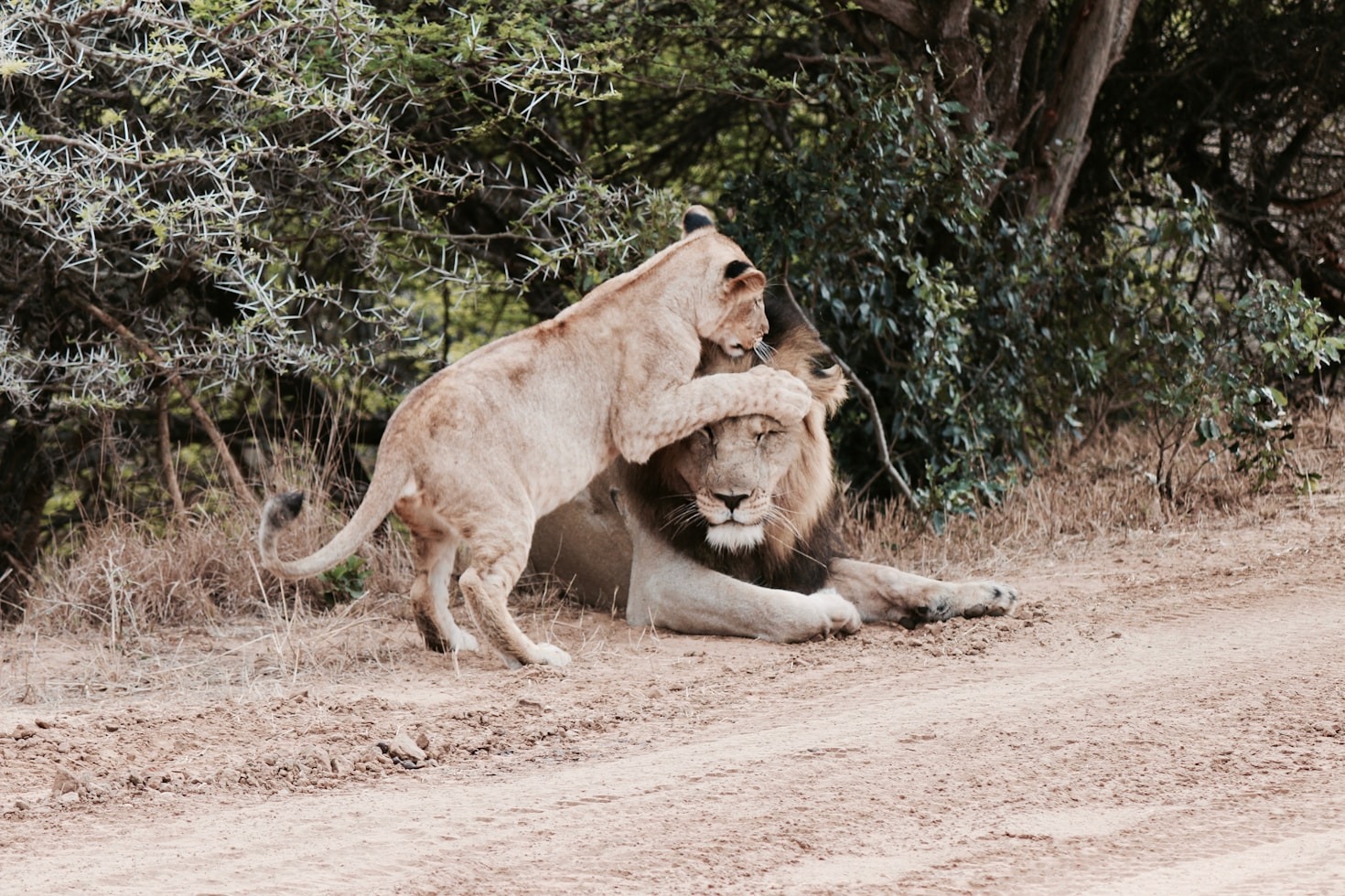 Growth Stages Of A Young Lion Pride