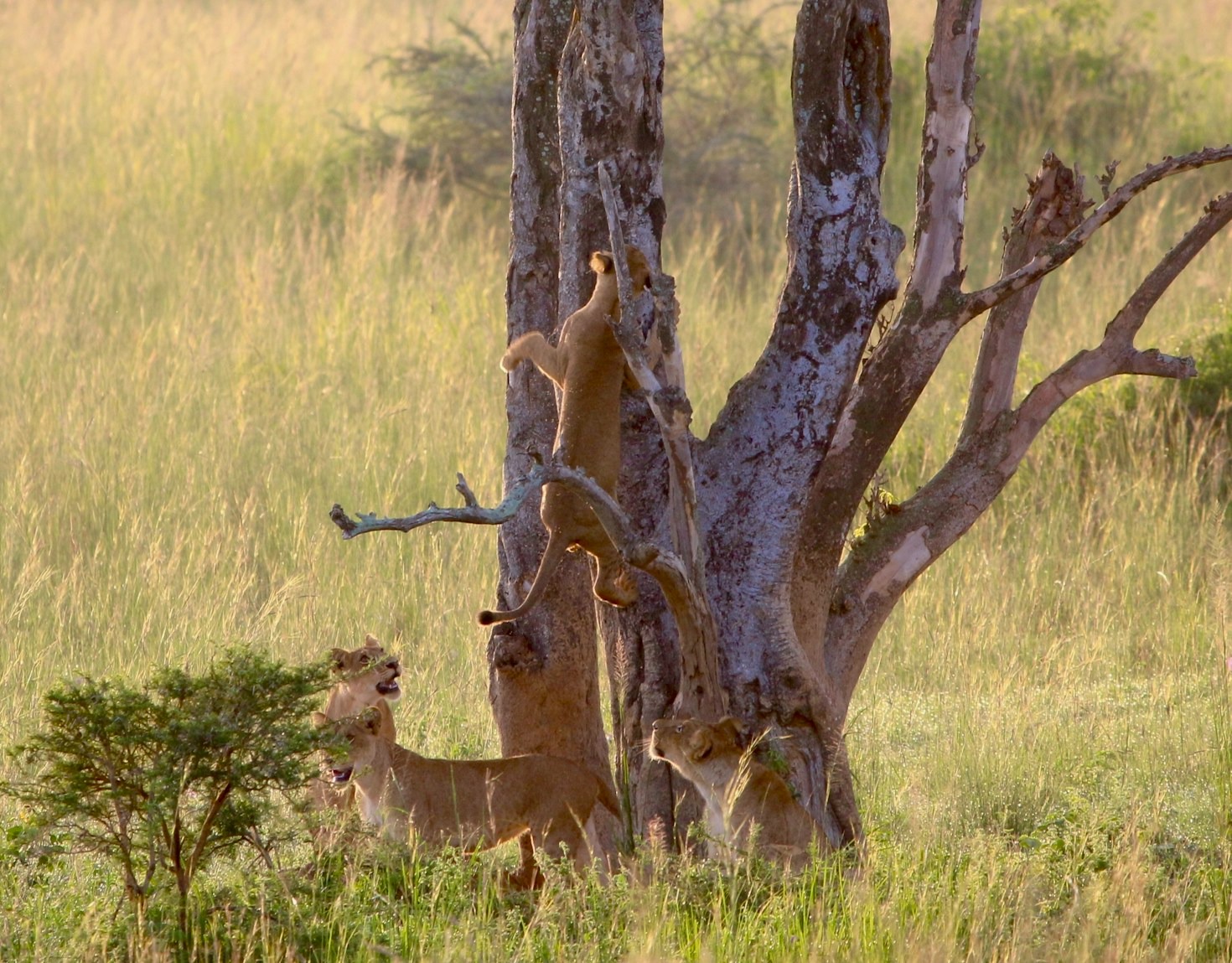 Why Lion Cubs Are Nature’s Greatest Marvel