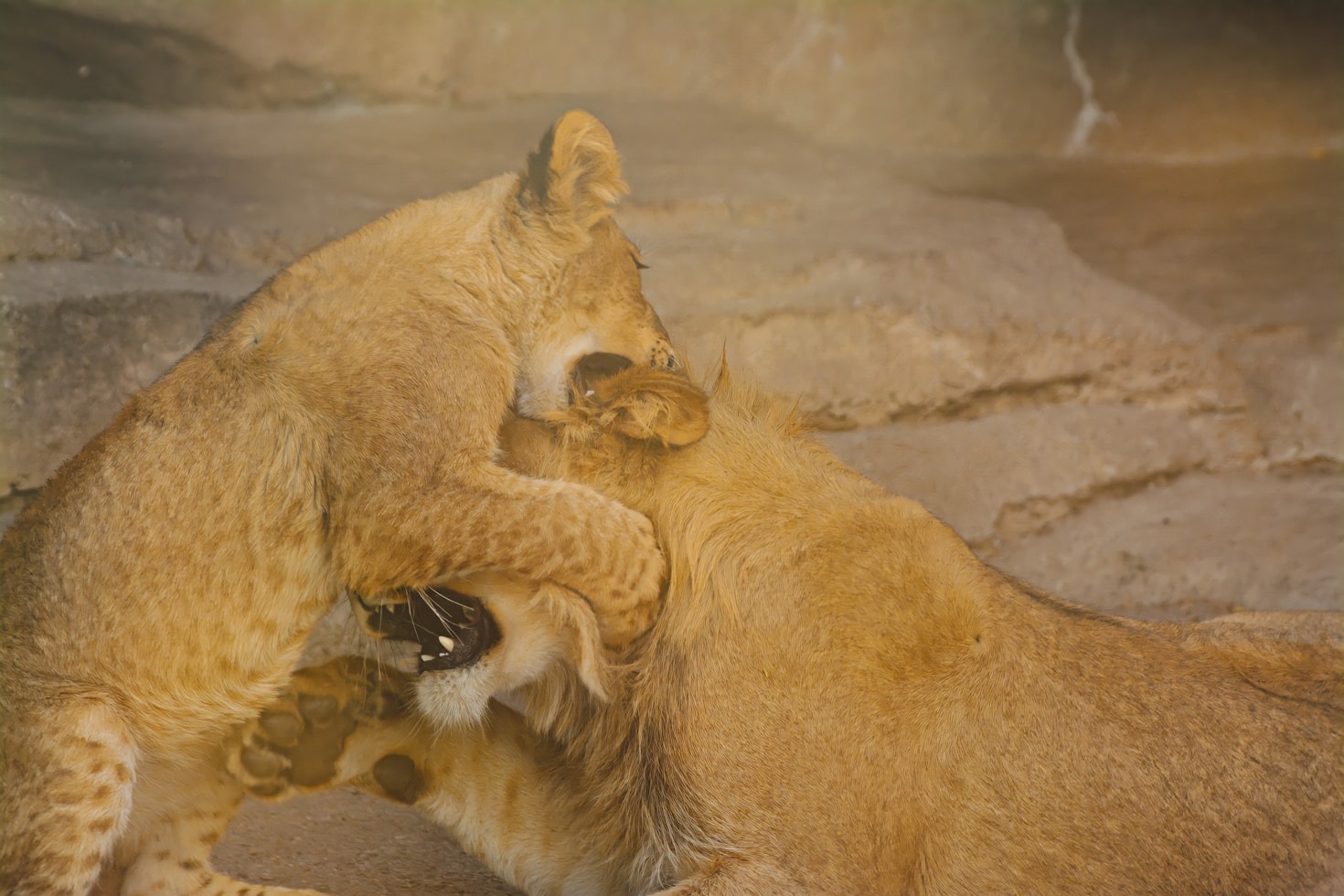 A Day In The Life Of Cubs
