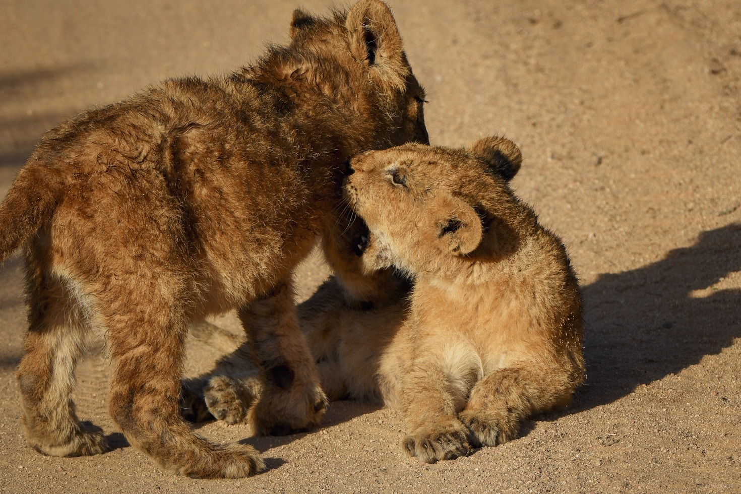 Capturing The Perfect Shot Of Cubs