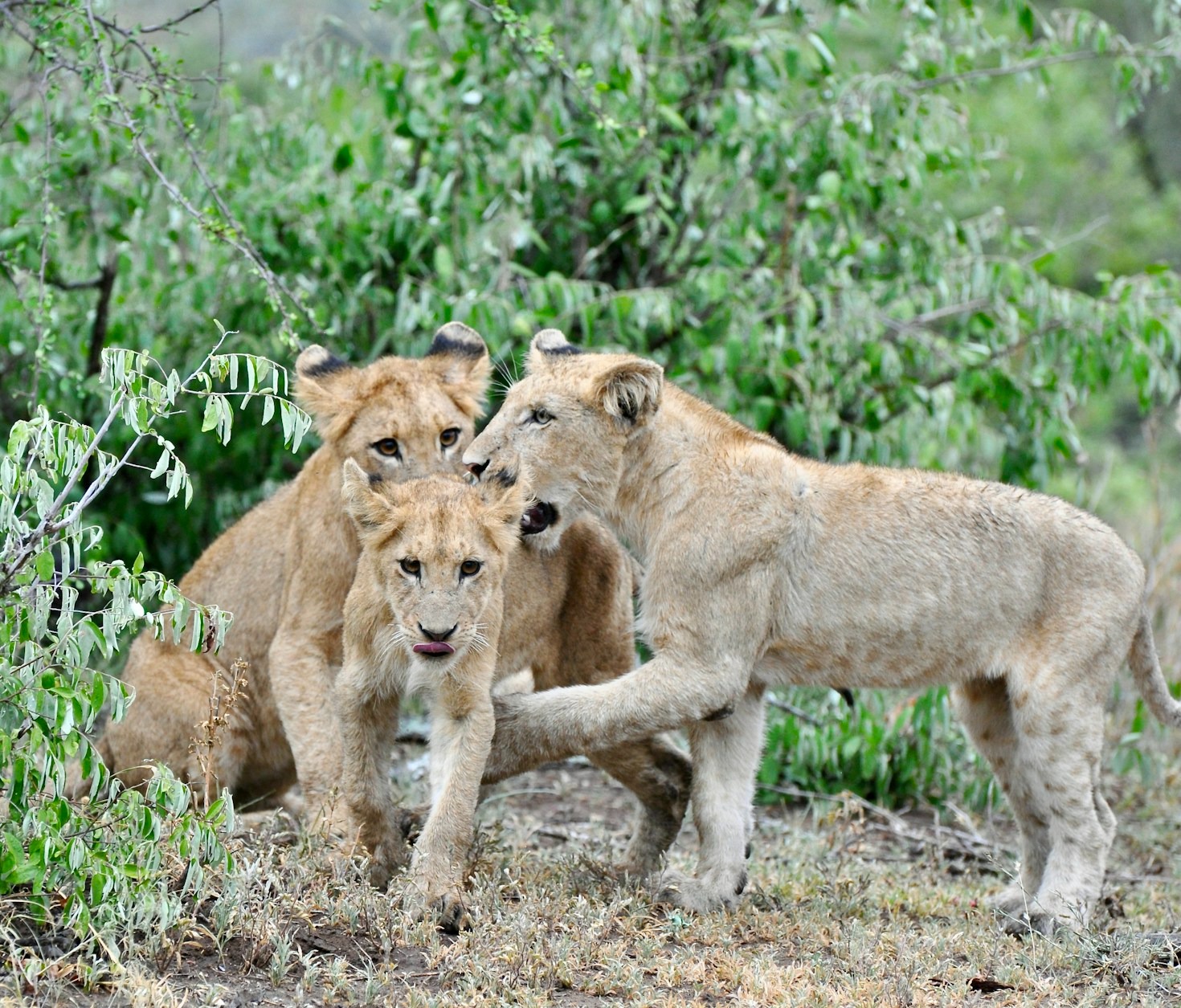 The Bond Between Mother And Cub