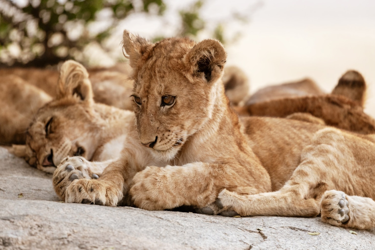Unforgettable Encounters With Tiny Predators
